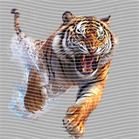 Animal Integration-DW 1793